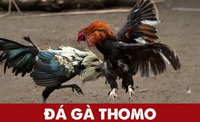 Đá gà Thomo là hình thức chơi đá gà thu hút được nhiều kê thủ